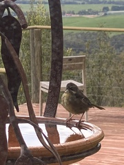 Sericornis frontalis