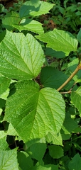 Viburnum edule