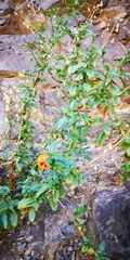 Alonsoa meridionalis