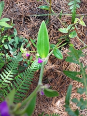 Tradescantia crassifolia