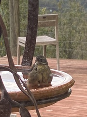 Sericornis frontalis