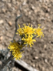 Tetradymia canescens
