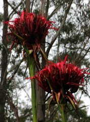 Doryanthes excelsa