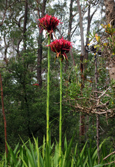 Doryanthes excelsa