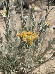 Tetradymia canescens