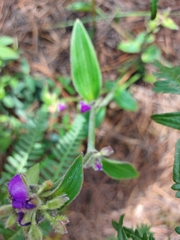 Tradescantia crassifolia