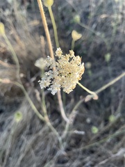 Daucus
