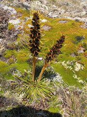 Aciphylla hectori
