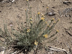 Tetradymia canescens