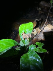 Ingerophrynus divergens