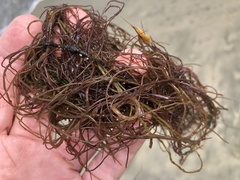 Gracilariopsis