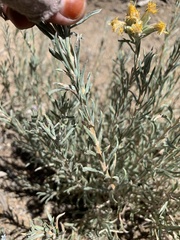 Tetradymia canescens