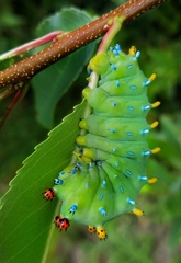 Hyalophora cecropia