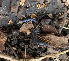 Cormocephalus westwoodi