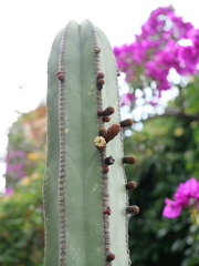 Lophocereus marginatus