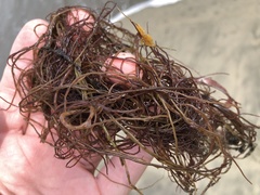 Gracilariopsis