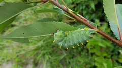 Hyalophora cecropia