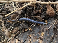 Cormocephalus westwoodi