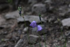 Campanula rotundifolia