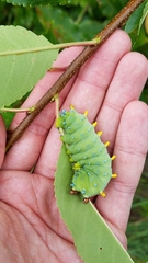 Hyalophora cecropia
