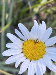 Leucanthemum vulgare