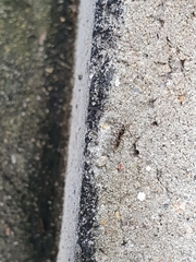 Brachyponera chinensis