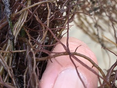 Gracilariopsis