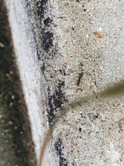 Brachyponera chinensis