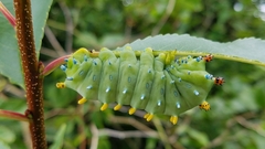 Hyalophora cecropia