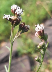 Florestina pedata