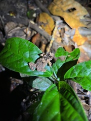Ingerophrynus divergens