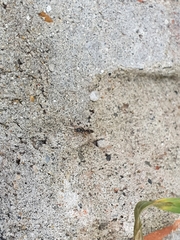 Brachyponera chinensis