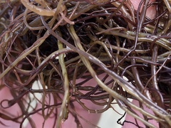 Gracilariopsis