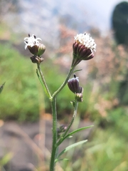Florestina pedata