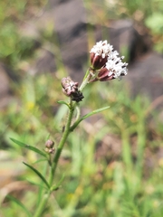 Florestina pedata
