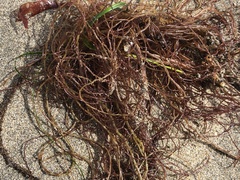 Gracilariopsis