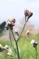 Florestina pedata