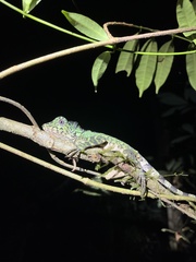 Gonocephalus bornensis