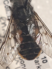 Hybomitra enigmatica