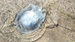 Rhizostoma pulmo