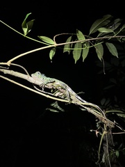 Gonocephalus bornensis