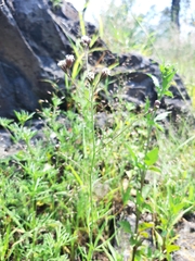 Florestina pedata