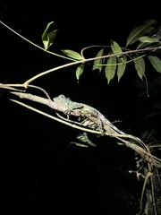 Gonocephalus bornensis