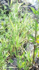 Florestina pedata