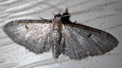 Eupithecia miserulata