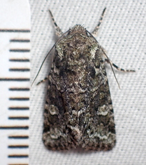 Lacinipolia strigicollis