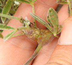 Neolasioptera lupini