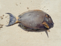 Acanthurus dussumieri