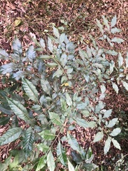 Flindersia xanthoxyla