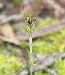 Pterostylis striata